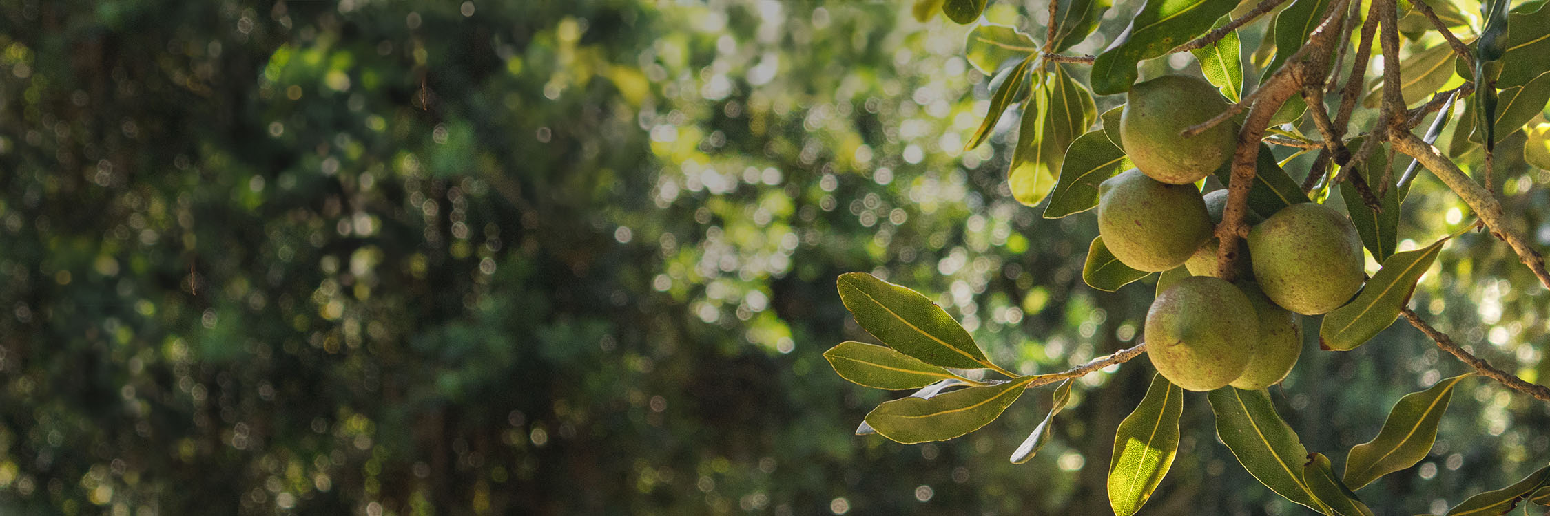 Green macadamia nuts on a tree branch with blurred trees in the background