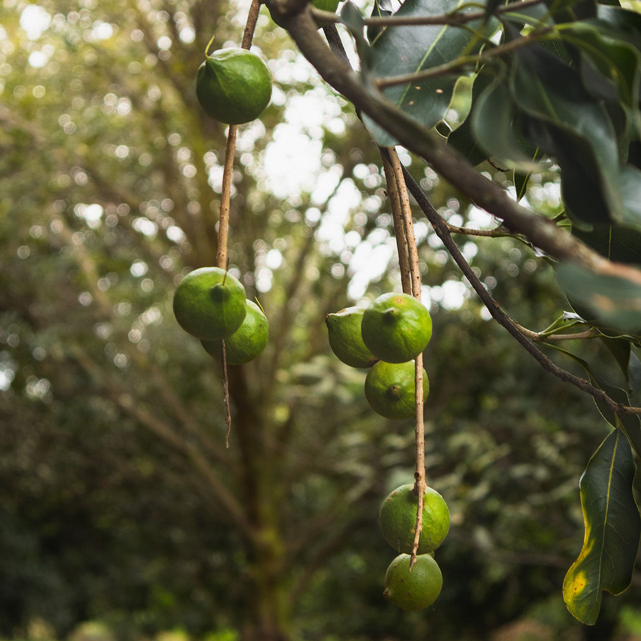Green macadamia nuts hanging from a tree branch with a blurred green background