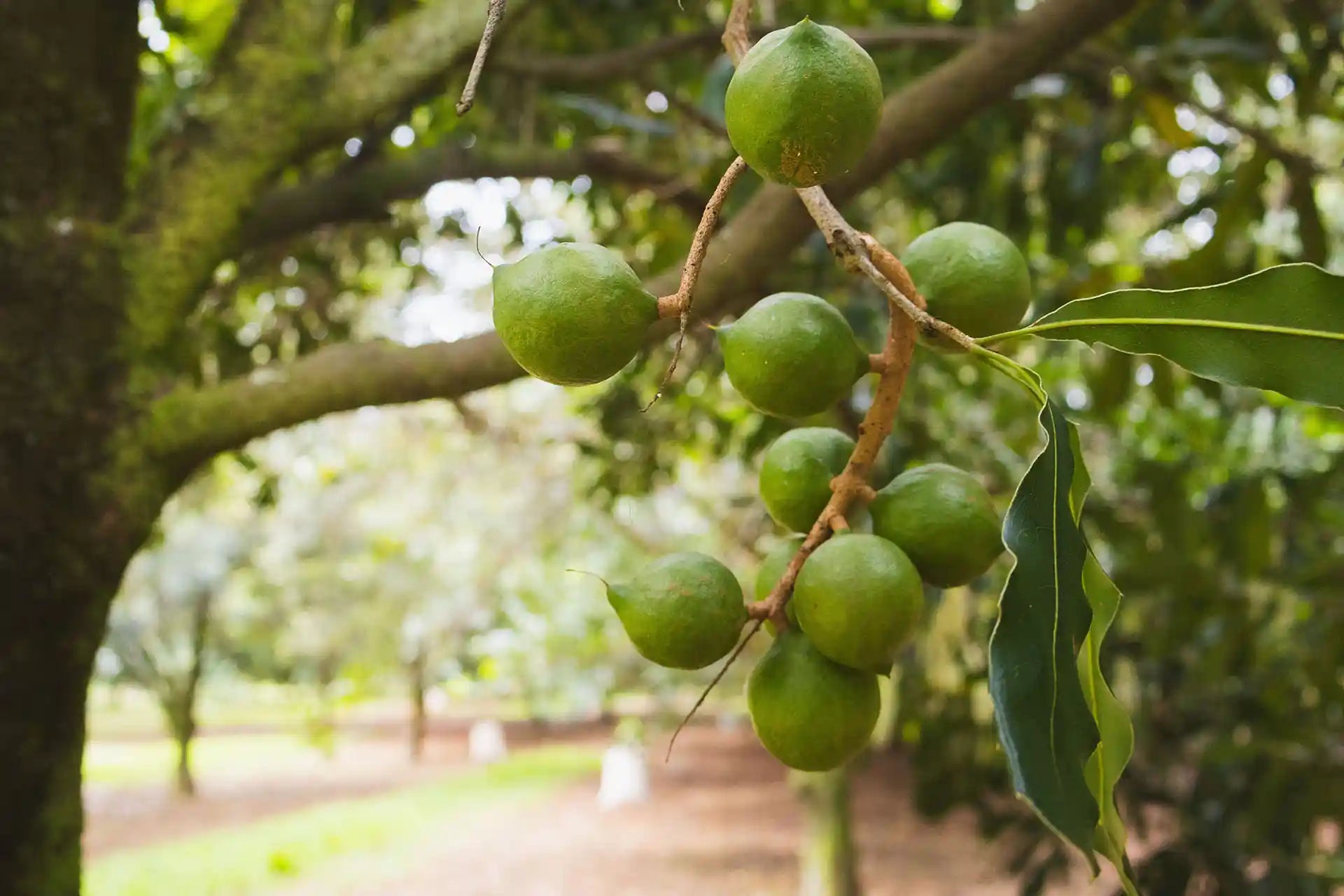 Green macadamia nuts on a tree branch with a blurred natural background