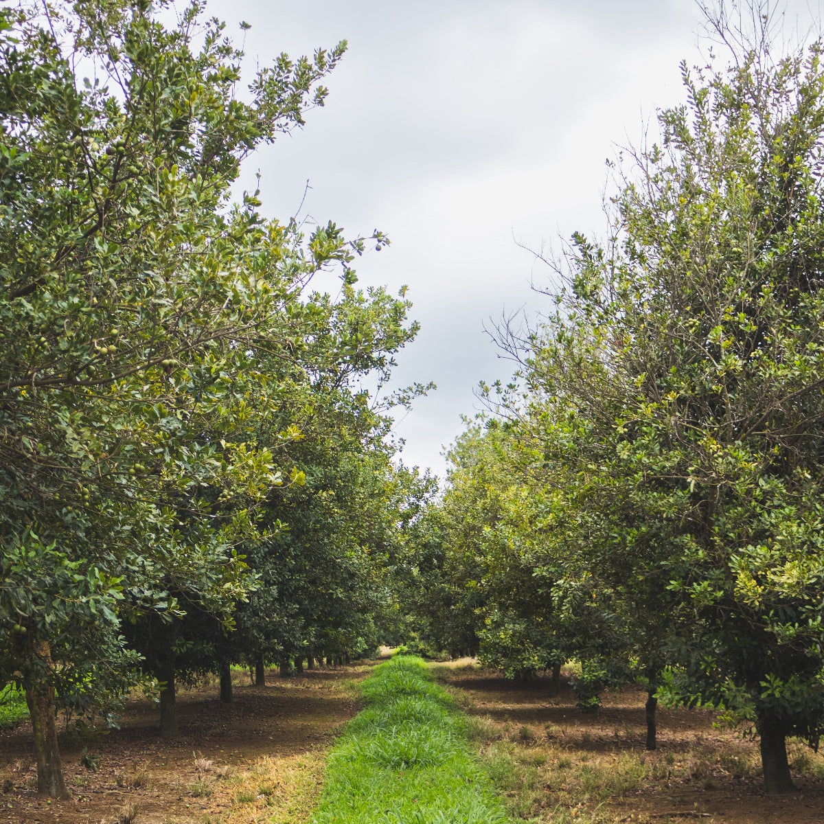 Orchard with rows of macadamia trees