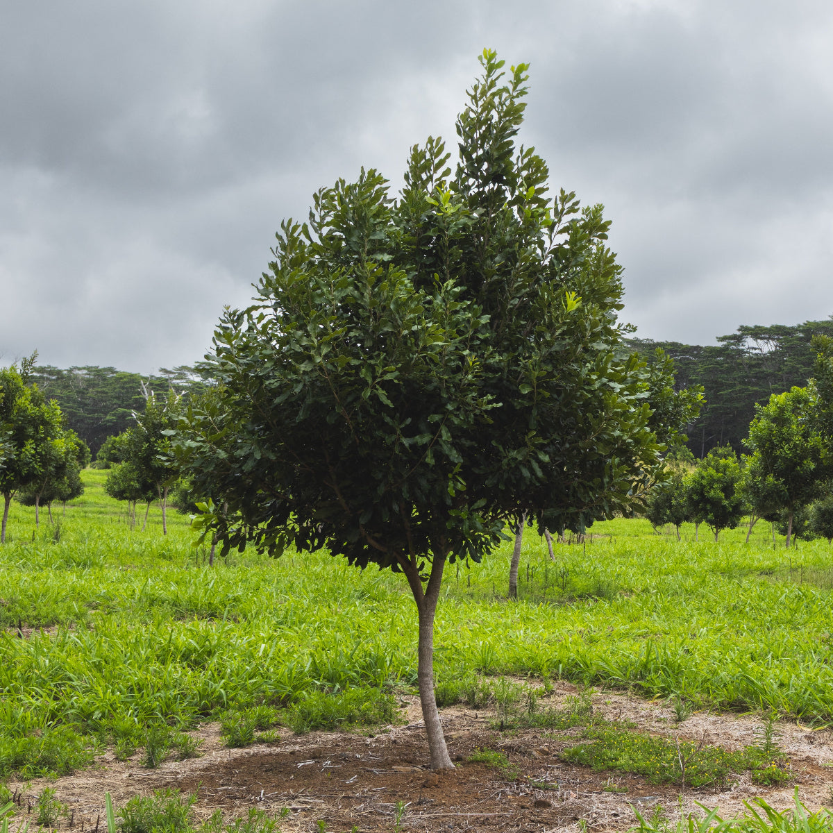 A young macadamia tree in a orchard with a cloudy sky