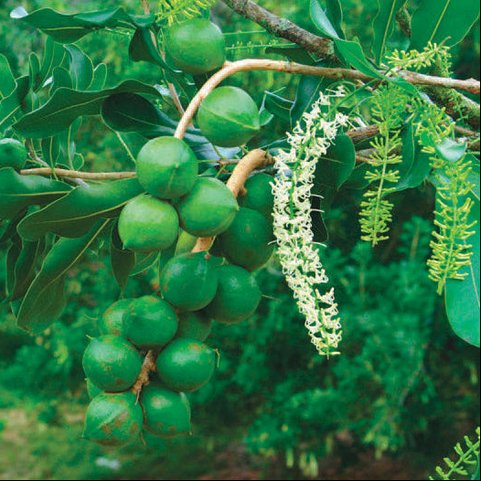 Green macadamia nuts on a tree branch next to macadamia flowers