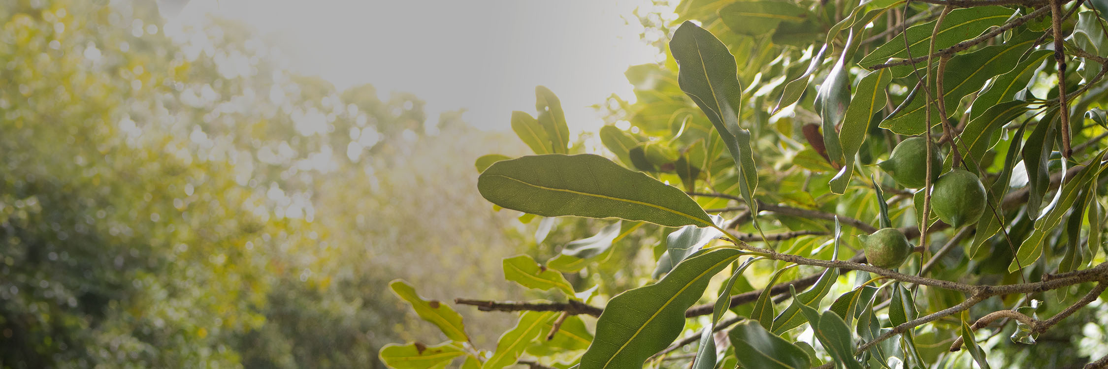 Green macadamia nuts on a tree branch with blurred trees in the background