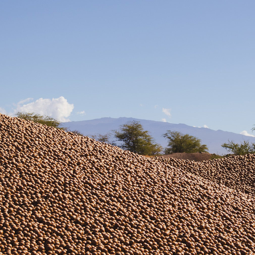 A pile of macadamia nuts still in shell outside of Hāmākua Macadamia Nut Company with Mauna Kea in the background