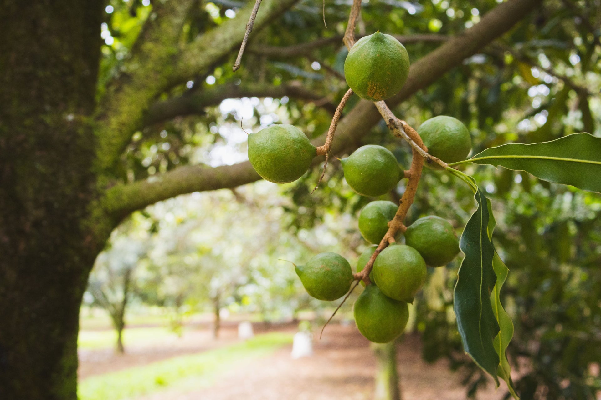 Green macadamia nuts hanging from a tree branch with a blurred background