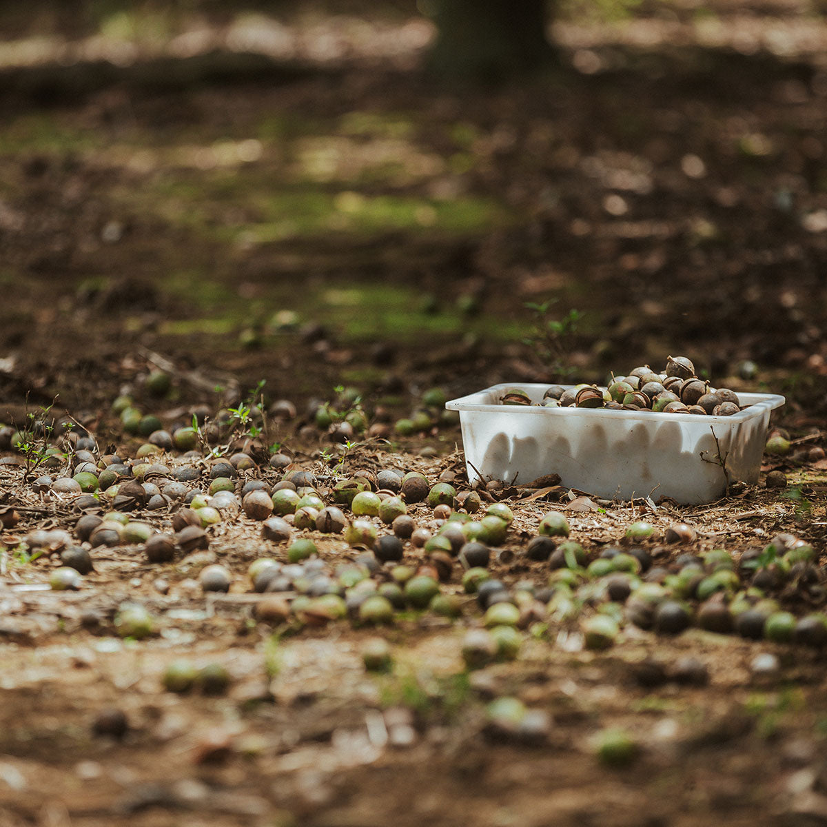 Macadamia nuts in husk on the ground of the orchard.