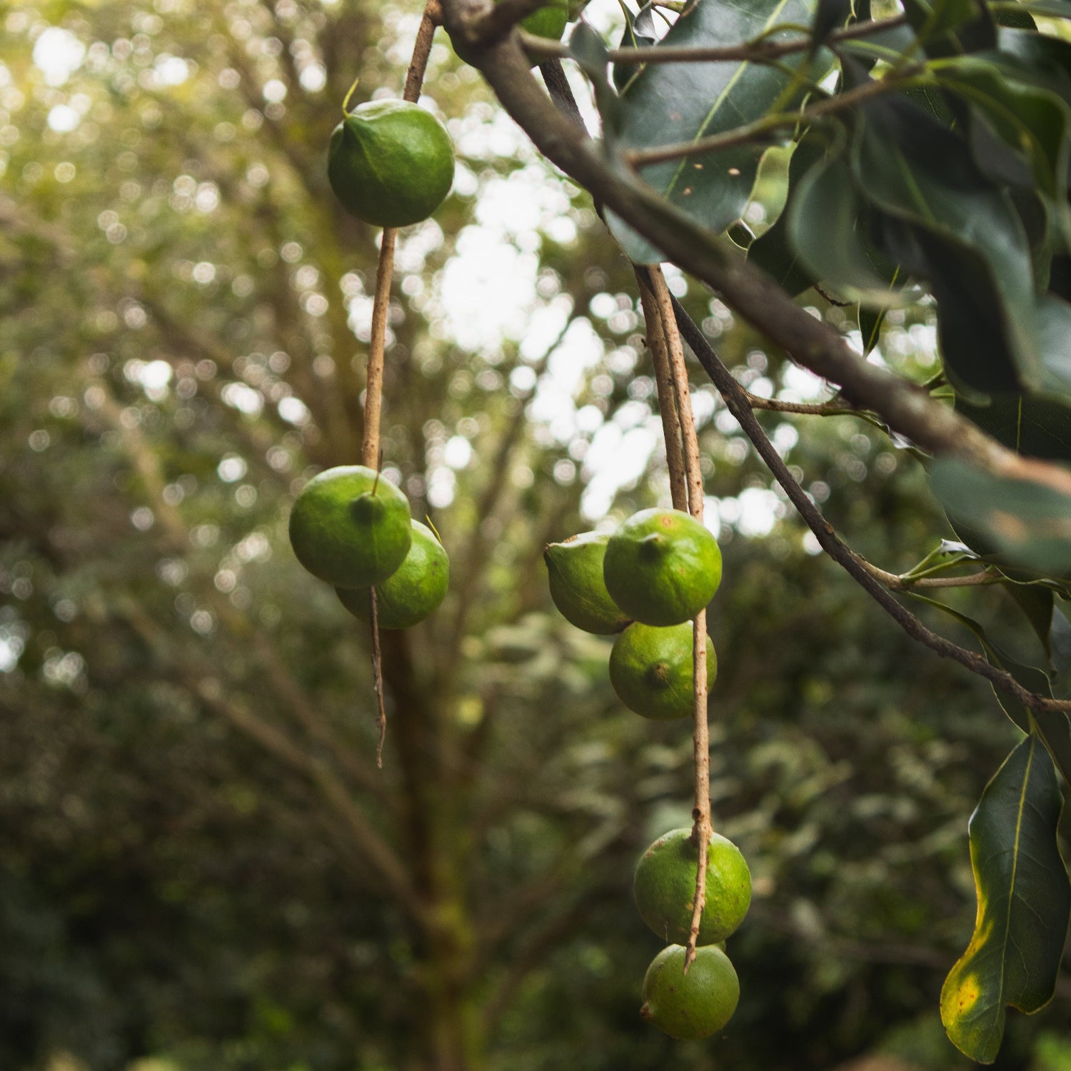 Green macadamia nuts hanging from a tree branch with a blurred green background