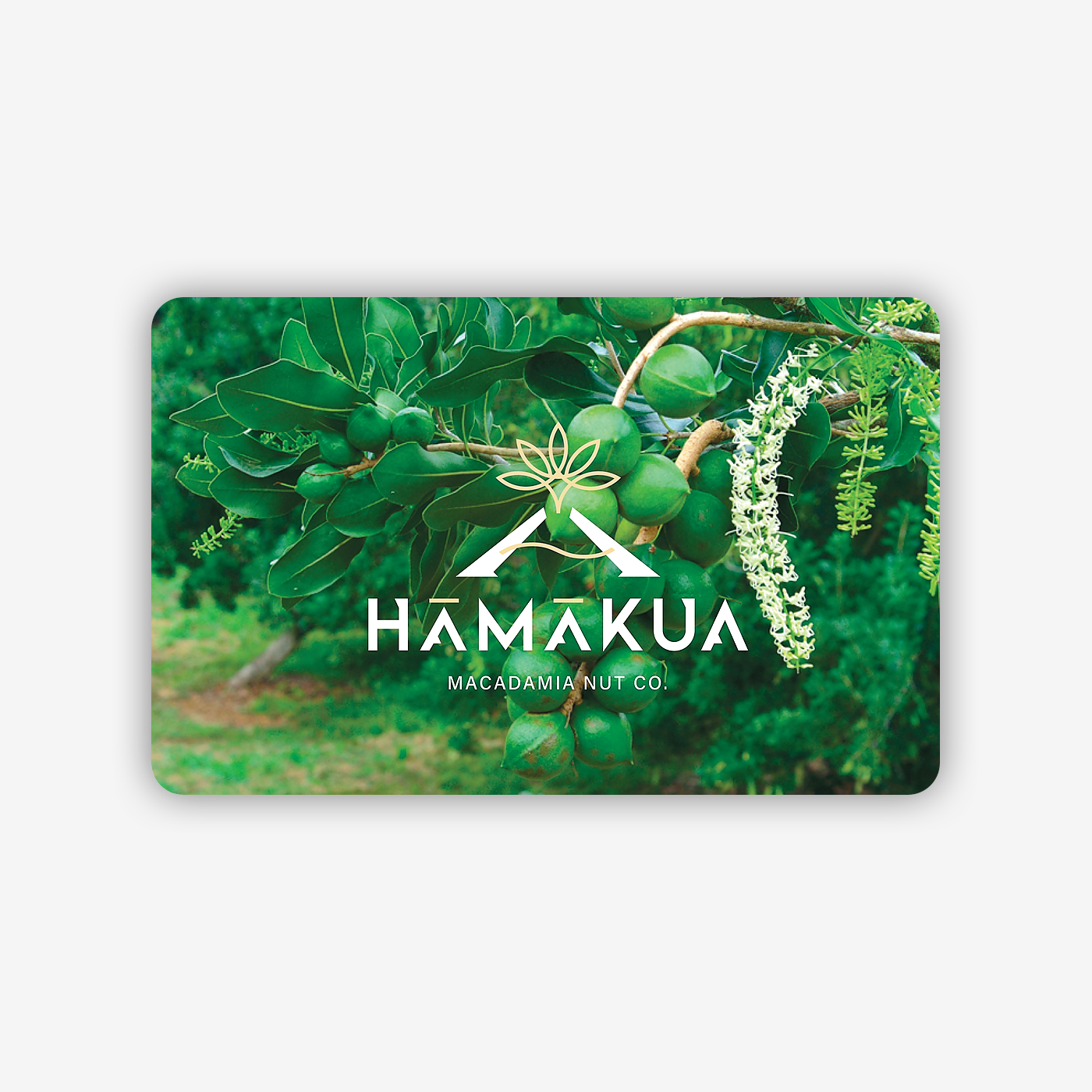 A gift card from Hamakua Macadamia Co. with an image of macadamia nuts and leaves on the front.