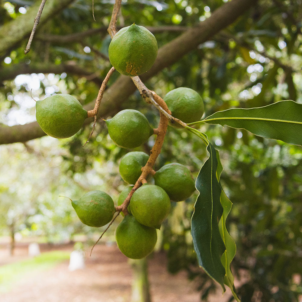 Macadamia nuts on a tree branch with a blurred orchard in the background