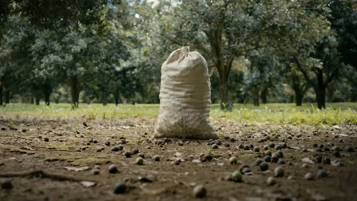 A beige burlap sack full of macadamia nuts stands upright on a dirt ground scattered with macadamia nuts, with a blurred orchard background of green trees.