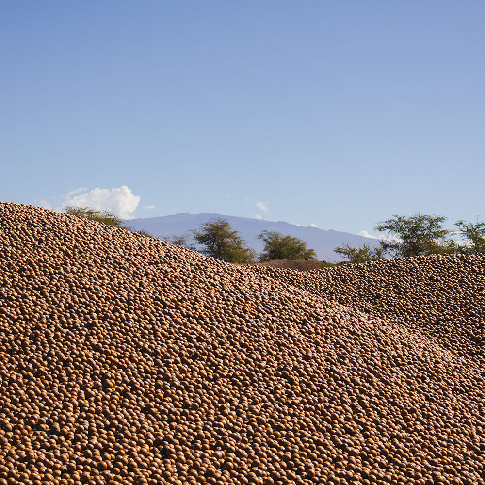 Large pile of macadamia nuts with a clear blue sky and Mauna Kea in the background