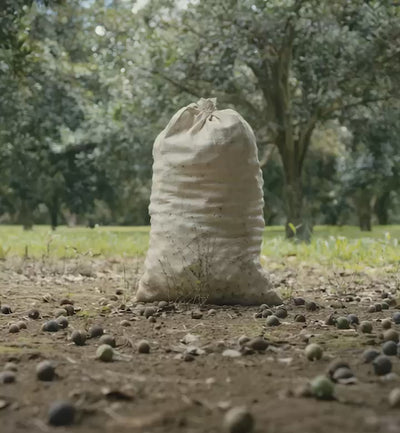 Video of macadamia nut farms, macadamia nuts being processed, and the Hāmākua Macadamia Nut Company Visitor Center