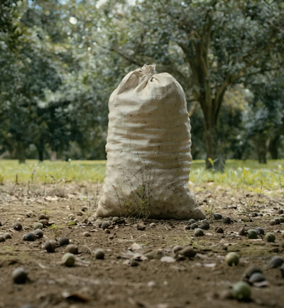 Video of macadamia nut farms, macadamia nuts being processed, and the Hāmākua Macadamia Nut Company Visitor Center